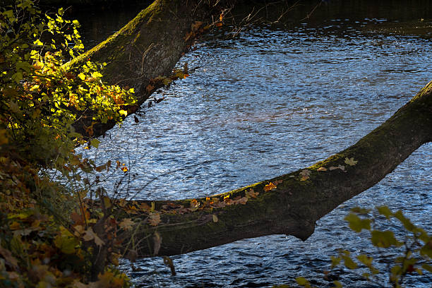 Autumn tree branch covered with moss and yellow leaves over calm river water  serene fall nature scene with sunlight and reflections, Latvia countryside