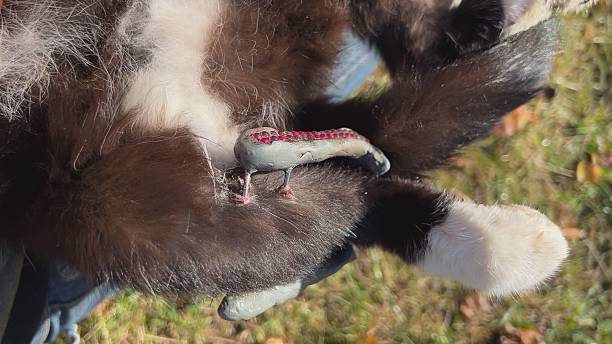 istock External fixation of a cat's broken leg using kirschner wires and an epoxy resin bar 2242949601