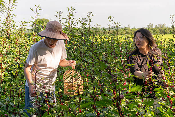 istock LGBTQ Friends Harvesting Roselle Together 2242952859