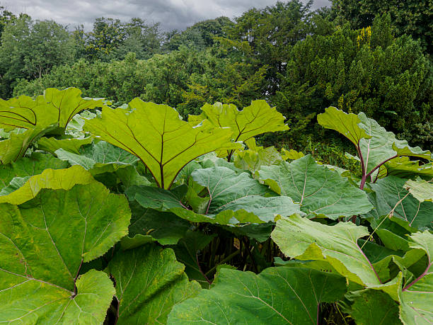 istock Lush green foliage in Mogeltonder, Denmark 2242953949