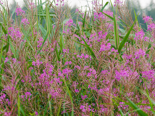 istock Vibrant wildflowers flourish in Marbaek, Denmark 2242954294