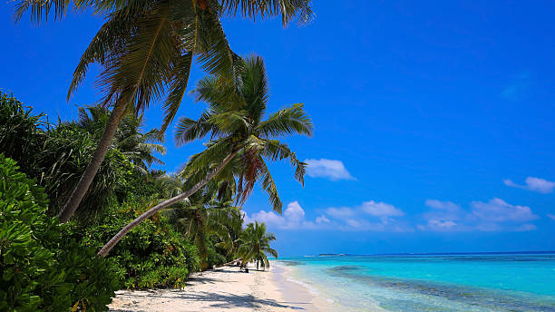istock The tropical beach paradise and palm tree shadows over turquoise ocean idyllic maldives beach scene background 2242954549