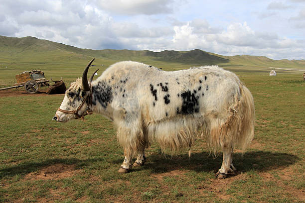 istock Yaks are kept in Mongolia both for riding and for meat. 2242954642