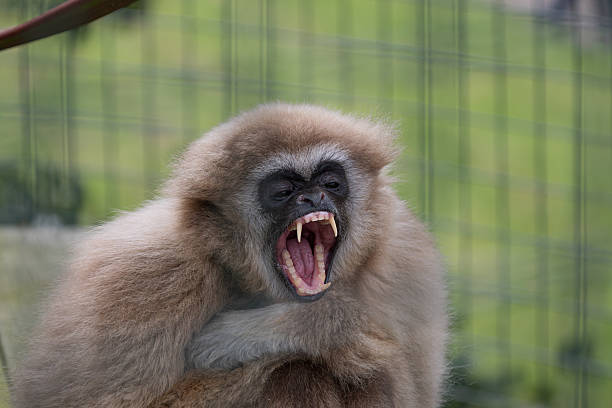 istock Gibbon Vocalizing in Enclosure Scene 2242954689
