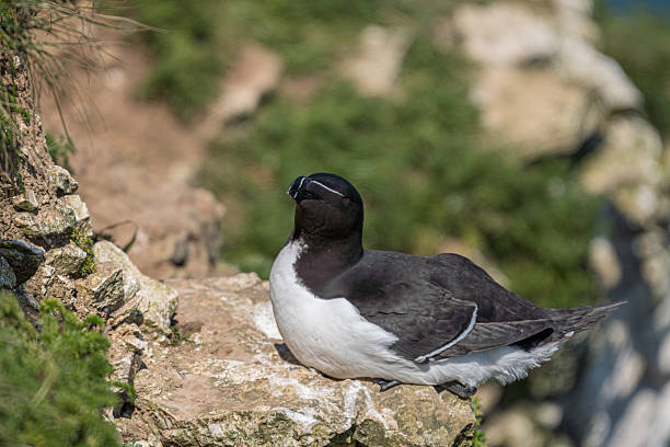 istock Razorbill Resting on Coastal Rock 2242955090