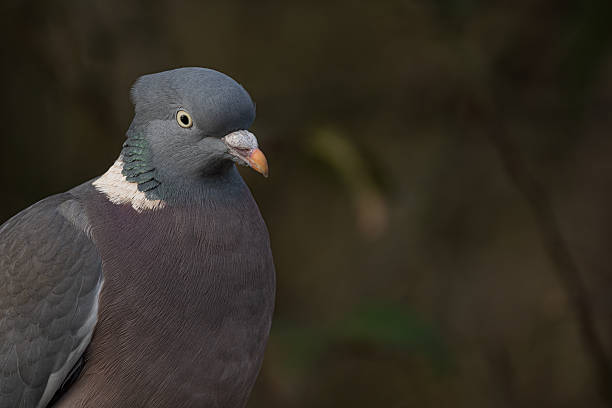 istock Wood Pigeon with Iridescent Collar 2242955192