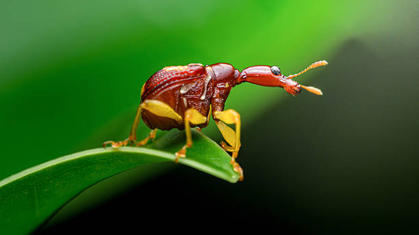 istock Giraffe weevil insect showing unique elongated neck 2242955647