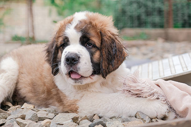 little saint Bernard puppy lying outdoors playing games holding blanket