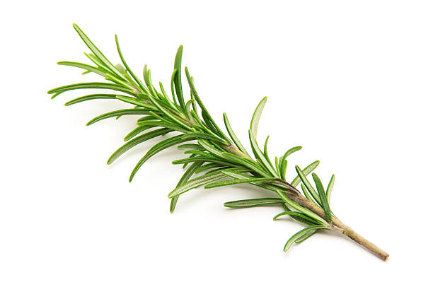 istock Twig of rosemary on a white background 2242961808