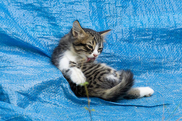 little cats are playing