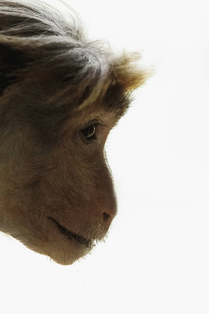 Monkey portrait in the wild