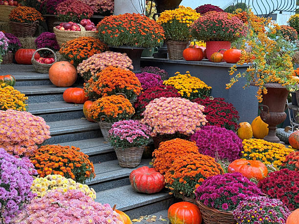 istock Autumn beautifully decorated yard with pumpkins and chrysanthemums. 2242967322