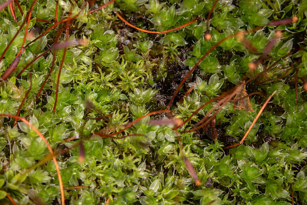istock Evergreen star moss covers the moist forest floor 2242970668