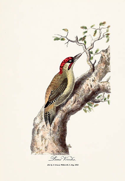 istock British bird illustration from an ornithology book published in London, circa 1821. 2242970875