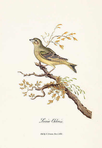 Antique illustration of British birds from an ornithology book published in London, circa 1821.