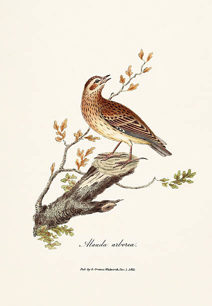 Antique illustration of British birds from an ornithology book published in London, circa 1821.