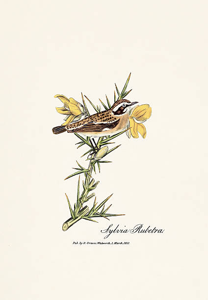 Antique illustration of British birds from an ornithology book published in London, circa 1821.