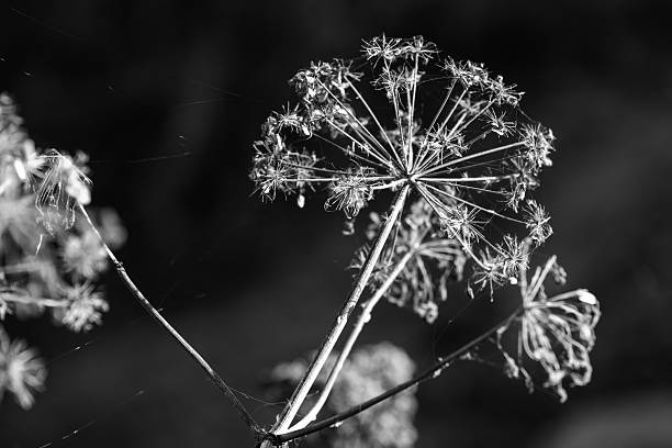 istock Monochrome close-up of a dandelion seed head on a slender stem 2242971902