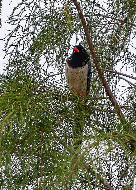 The red-billed blue magpie (Urocissa erythroryncha) is a species of bird (magpie) in the crow family, Corvidae.