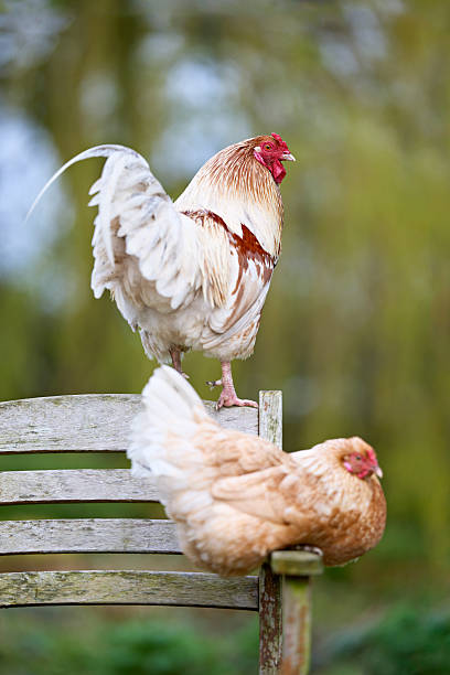 A handsome rooster stands proudly on a rustic wooden bench, while a hen rests peacefully below. A serene scene of farm birds in a natural, blurred green setting.