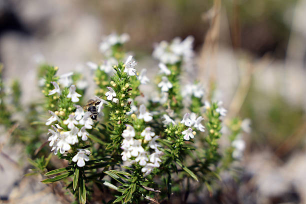 A close-up shot of thyme flowers with a bee, Thymus serpyllum, wild thyme, creeping thyme, natural background, outdoor shot, nature photography, summer day. Perfect for illustrating herbal medicine, cooking ingredients, or the beauty of nature.