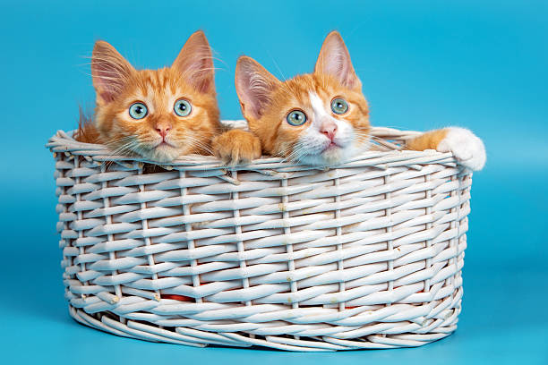 Two adorable ginger kittens sit in a basket on a blue background