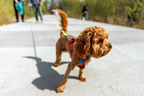 Small brown curly-haired dog walking on concrete path with red harness and leash.