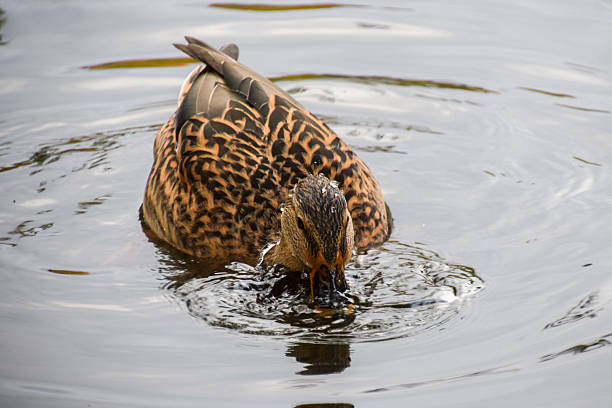 A female mallard duck in a pond