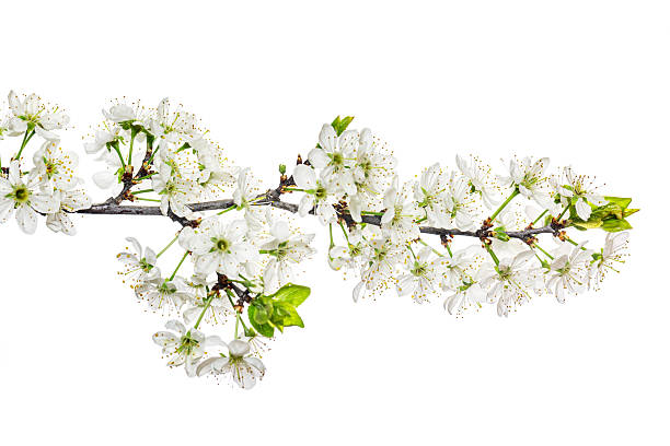 istock White plum blossom branch isolated on white background. Tree flowers herald spring concept. 2242974917