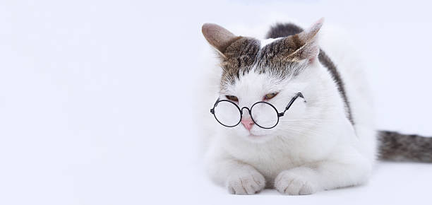 istock Intelligent White Cat in Glasses Studio Portrait 2242974944