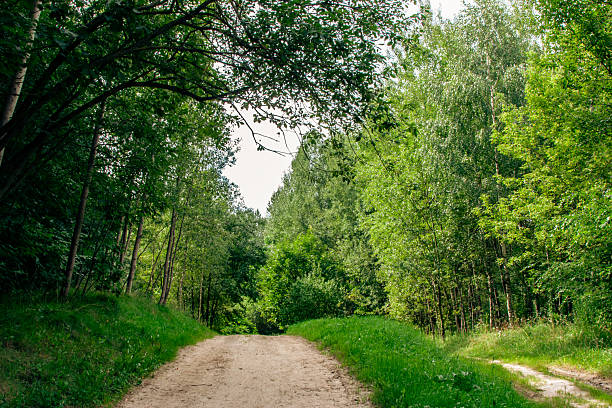 A dirt path through a park with lush green trees during the daytime in summertime. Beautiful forest eco-path for walking and reflection. Natural landscapes.