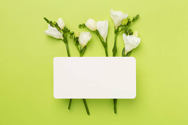 istock White freesia flower on color background, top view 2242975638