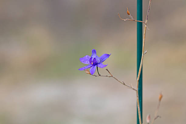 A single purple cornflower blooming on a slender stem against a blurred, neutral background with edge lighting. Serenity and minimalism. Consolida regalis.