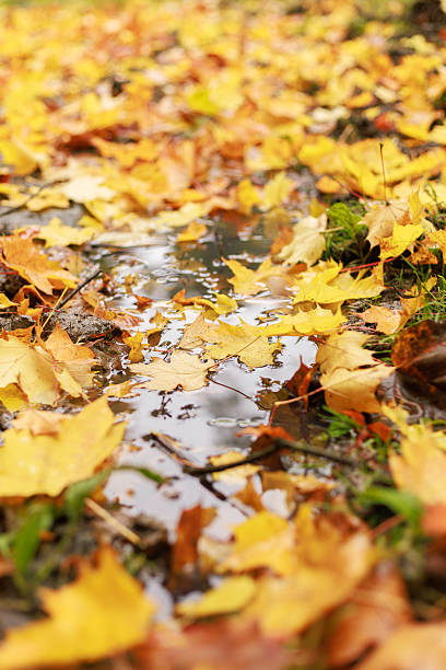istock Autumn leaves floating in puddle 2242977596