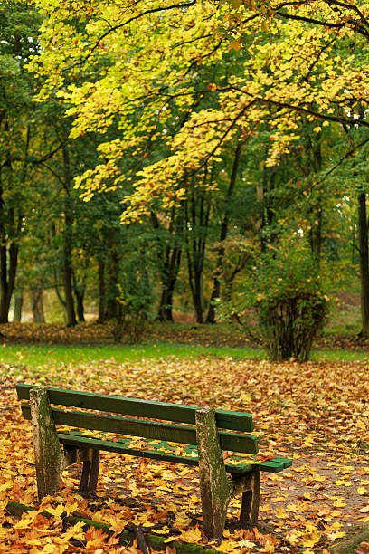 istock Autumn trees above old park bench 2242977598