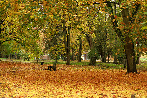 Old benches among trees and fallen yellow leaves in a peaceful autumn park. Concept of nostalgia and stillness.