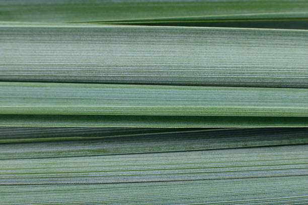 Close up texture of green plant leaves, natural background with linear pattern, eco design and fresh botanical concept