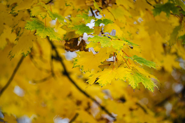 Branch of maple tree covered with golden yellow leaves illuminated by soft natural light. The dark blurred background emphasizes the vibrant color contrast, showcasing the serene beauty of autumn in nature.