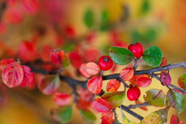 Close-up of a branch with vivid red leaves and bright berries, symbolizing the peak of autumn color. The soft background blur enhances the intensity of the red tones, creating a warm and vibrant seasonal composition.