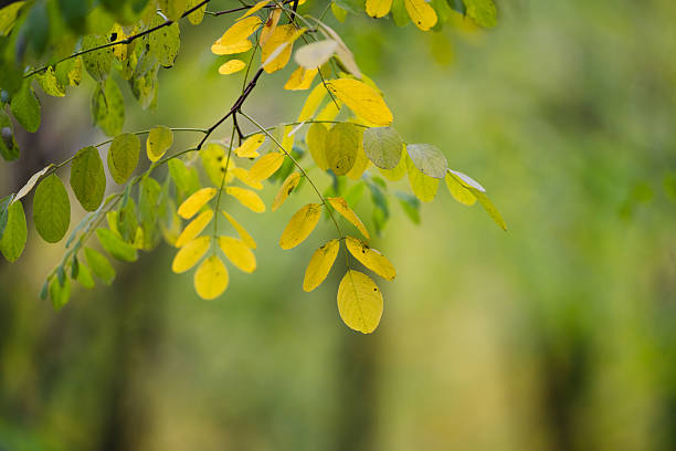 Close-up of a delicate tree branch with leaves turning from green to yellow, signaling the transition from summer to autumn. The blurred green background and soft light enhance the peaceful and natural atmosphere of the scene.