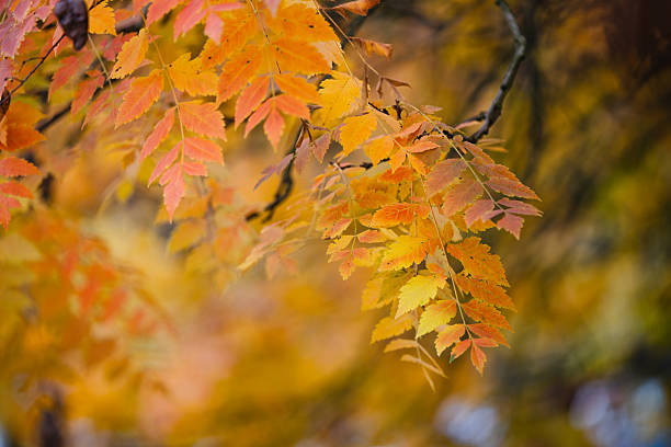 Late autumn red leaves