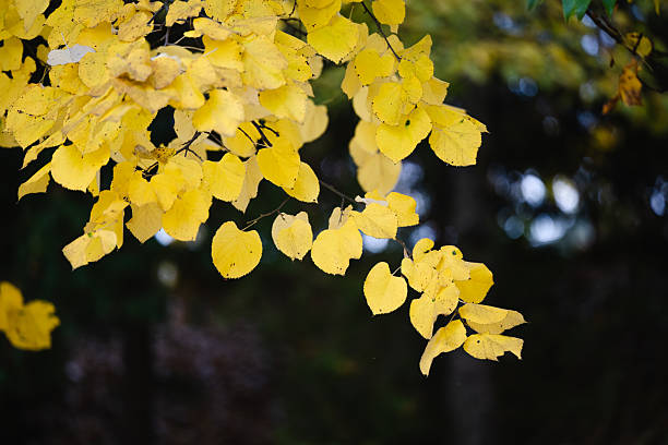 Close-up view of vibrant yellow autumn leaves hanging from a tree branch, softly illuminated by natural light. The dark blurred background enhances the contrast and highlights the delicate seasonal colors, evoking a calm and serene autumn atmosphere.