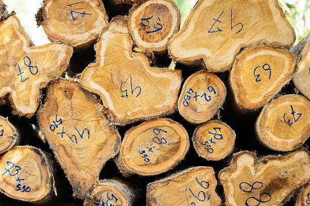 istock Stacked logs with numbered markings symbolizing the timber industry and deforestation impact. Concept of wood production, sustainable forestry, and environmental conservation awareness 2242982160