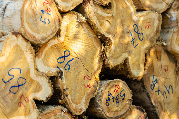 istock Stacked logs with numbered markings symbolizing the timber industry and deforestation impact. Concept of wood production, sustainable forestry, and environmental conservation awareness 2242982164