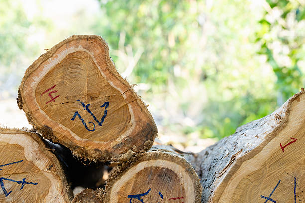 istock Stacked logs with numbered markings symbolizing the timber industry and deforestation impact. Concept of wood production, sustainable forestry, and environmental conservation awareness 2242982175