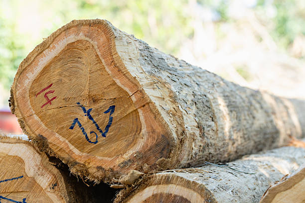 istock Stacked logs with numbered markings symbolizing the timber industry and deforestation impact. Concept of wood production, sustainable forestry, and environmental conservation awareness 2242982176