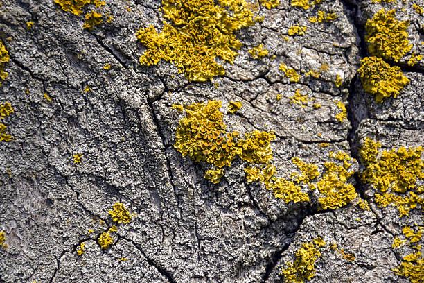 Yellow lichen on tree trunk bark background. Close-up moss texture on tree surface, natural pattern. Copy space. Selective focus.