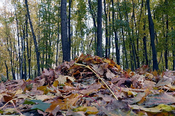 On the paths of the city park, leaves are scattered like multi-colored coins, and then collected into fancy slides by a caring hand. These are not just piles of dry leaves - they are a treasure trove of autumn memories, in every handful of which you can find a whole world.