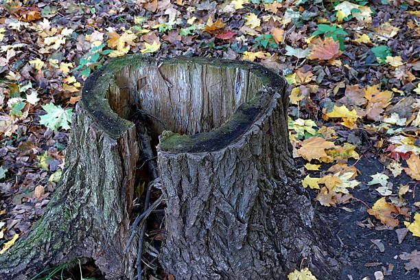 This is a remnant, a chopped-off story about a life that once reached to the sky. Now he is a low but massive throne, rooted in the ground, dotted with wrinkles of years and cracks of time.