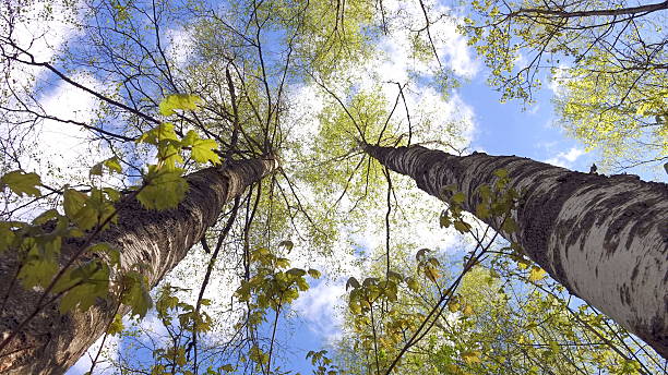 istock The trunk and crown of a tree against the sky. 2242984403